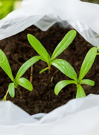 Three young green seedlings with elongated leaves are growing in dark soil inside a white plastic bag. The plants are healthy and vibrant, and the image is taken from above.